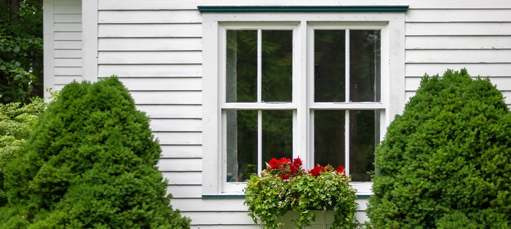 Double hung windows with a black wood frame, multiple panes of glass, in a white wooden cottage. The wall has a narrow clapboard siding. Two green bushes and a flower box with red flowers are in front